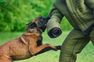 Common Dog Bite Injuries and How California Law Protects San Bernardino Victims