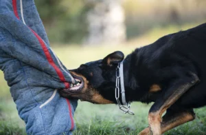 Dog Bite Infections in California: Medical Risks and Your Legal Claim