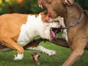 Dog Bite Nerve Damage in California Injuries, Treatment, and Your Legal Claim