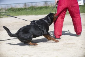Dog Bite PTSD and Psychological Trauma Claim in California